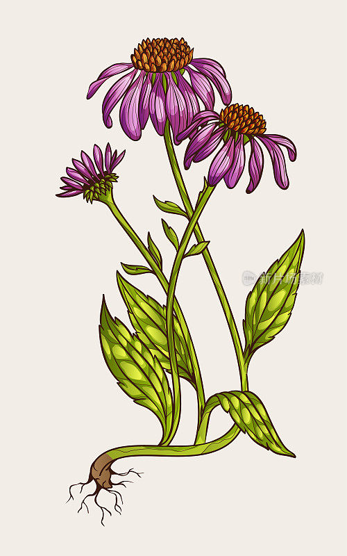 紫锥菊花卉插图