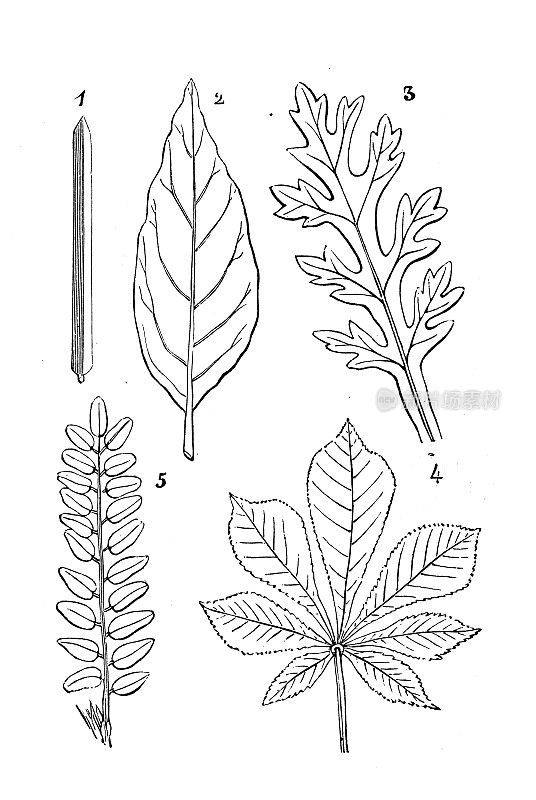 古董植物学插图:不同类型的叶子