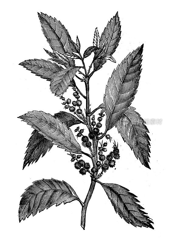古植物学插图:杨梅，蜡桃，南方杨梅，烛莓