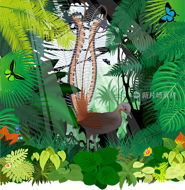 矢量丛林雨林插图与澳大利亚鸟琴鸟和蝴蝶