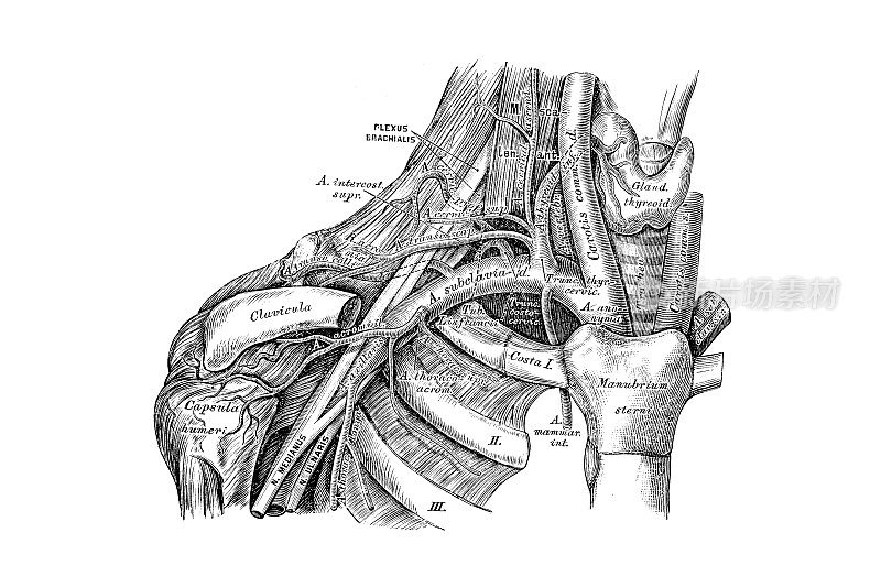 锁骨下动脉的走向和分支