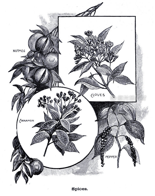 丁香，胡椒，肉桂，肉豆蔻雕刻1896年