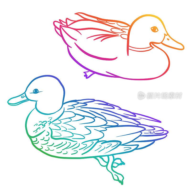 公野鸭和母彩虹