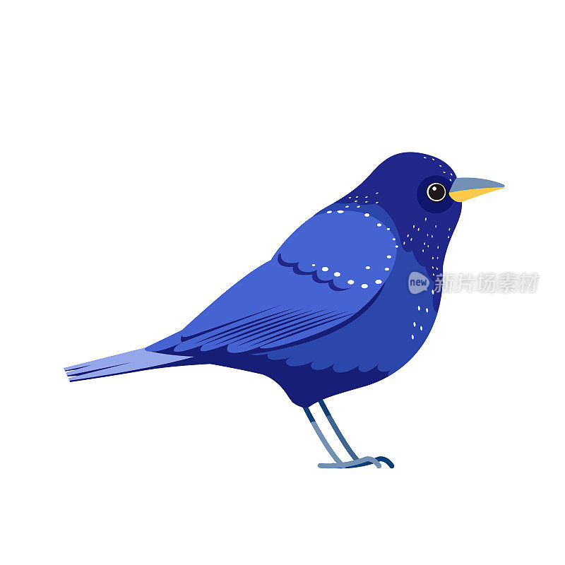 蓝鸟或紫画眉，侧面轮廓。卡通，平面风格矢量插图孤立在白色背景