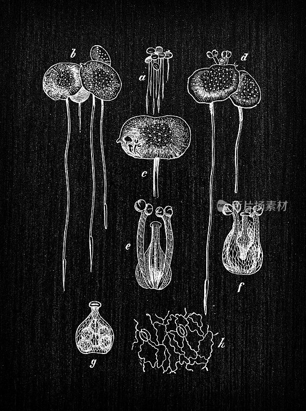 植物学植物仿古雕刻插图:小浮萍(普通浮萍或小浮萍)