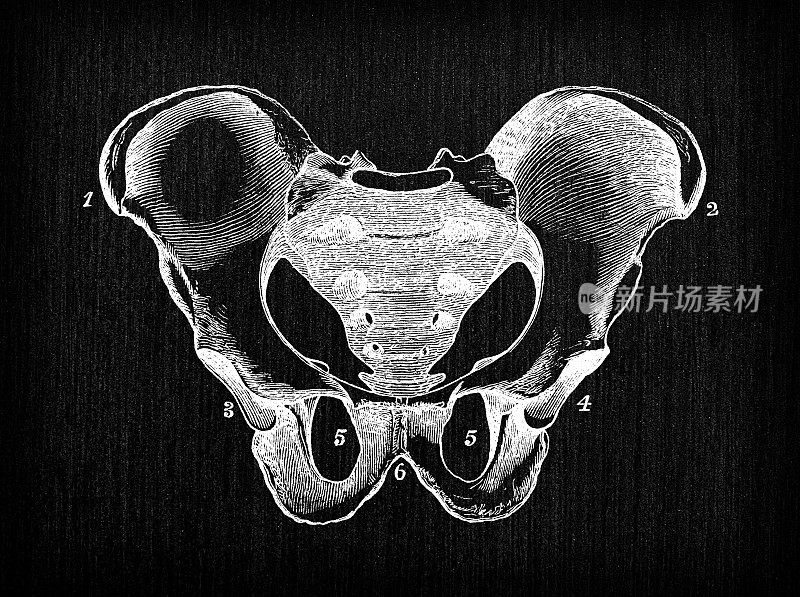 人体解剖学古董插图:男性骨盆