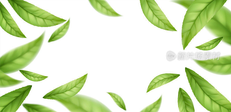 现实的飞落绿茶叶子孤立在白色的背景。背景上飞舞着绿色的春叶。矢量图