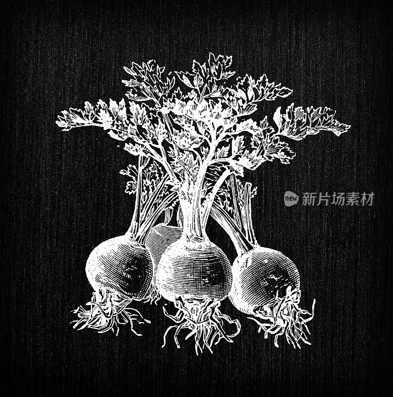 植物学蔬菜植物仿古雕刻插图:芹菜根甜菜