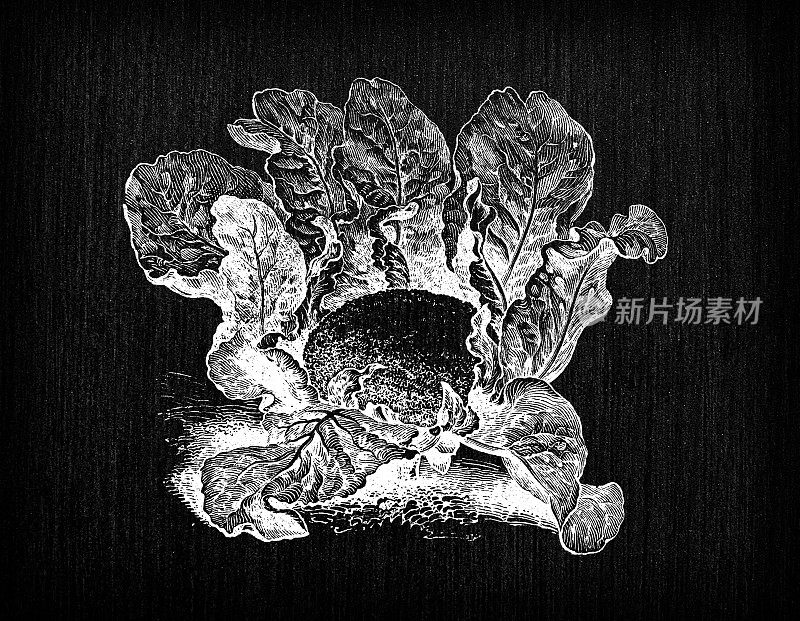 植物学蔬菜植物仿古雕刻插画:荷兰花椰菜