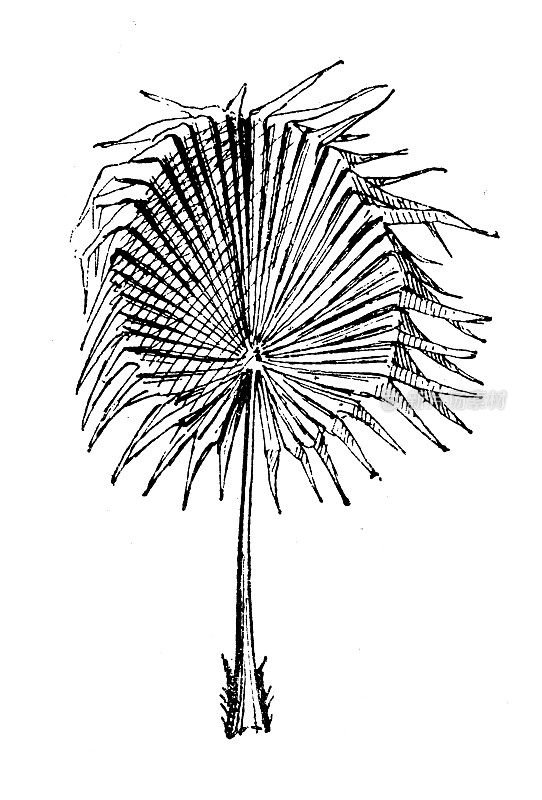 古色古香的插图:棕榈叶