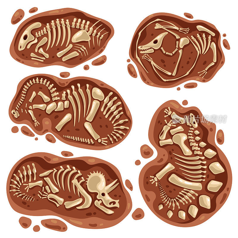 恐龙骨架骨骼化石考古发掘孤立集。矢量平面平面设计卡通插图