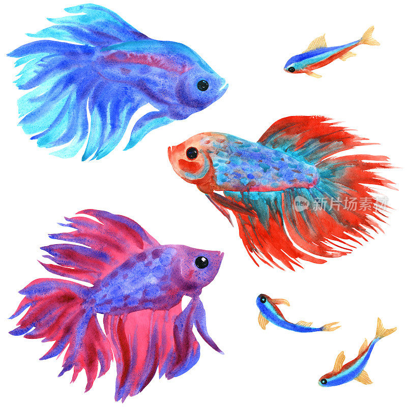 战斗的鱼在白色。一串红和霓虹。水彩插图