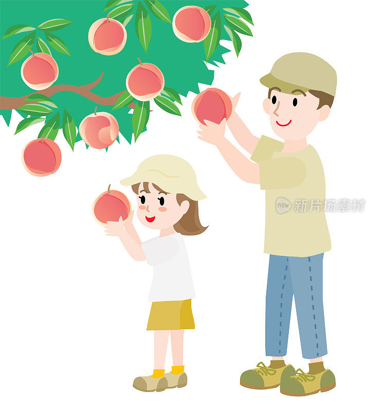 父母和孩子一起摘桃子。