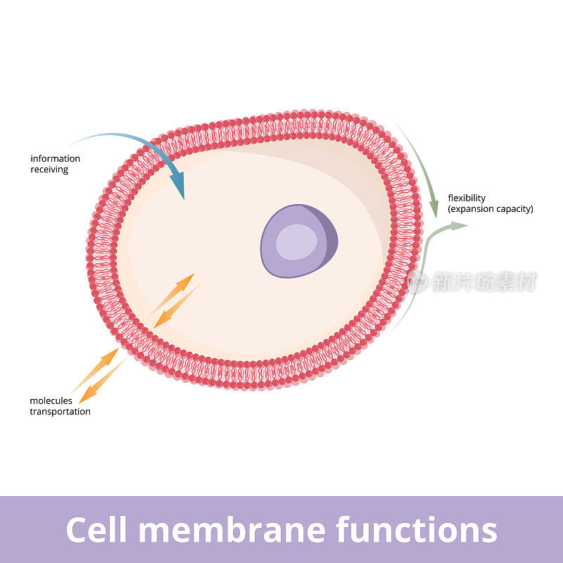 细胞膜的功能