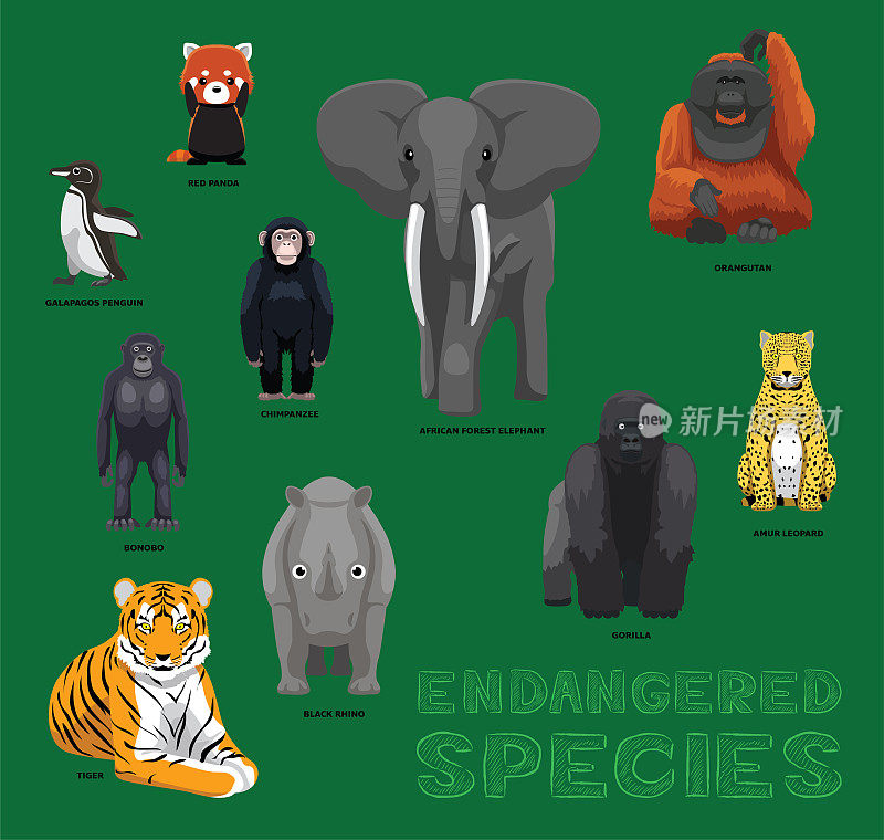 哺乳动物和鸟类濒危物种卡通动物可爱向量插图