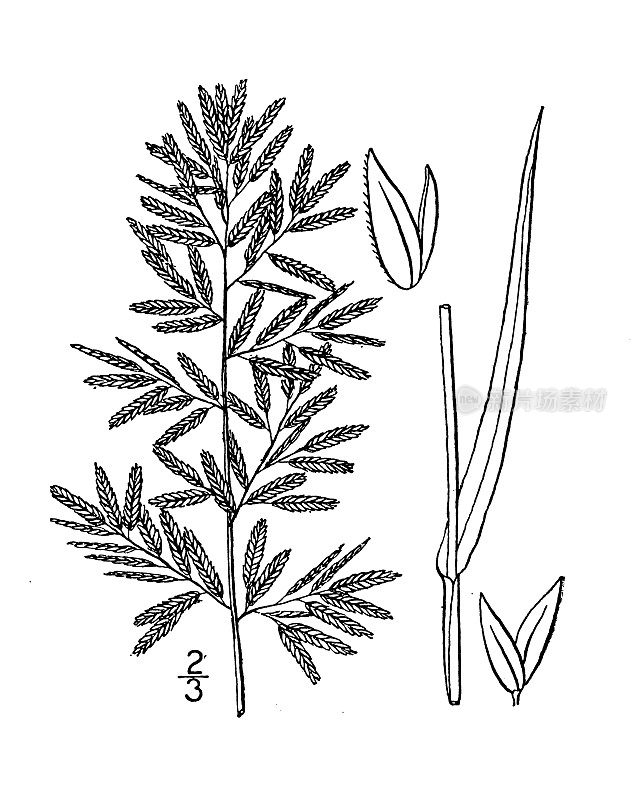 古董植物学植物插图:画眉草，浓香画眉草