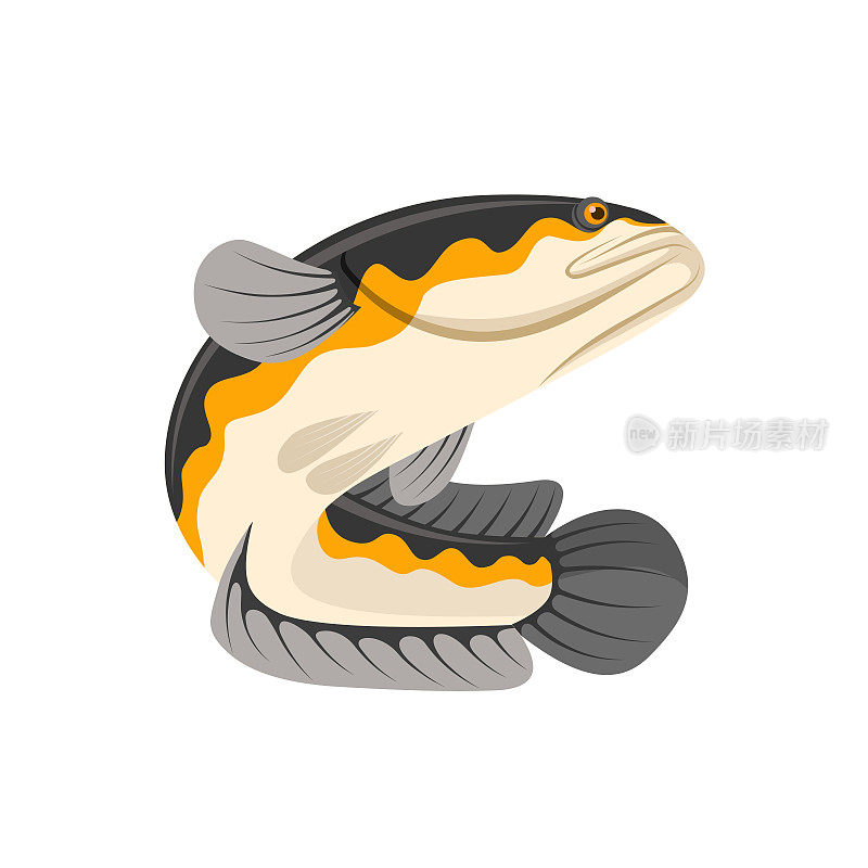 矢量插图的黑头鱼或渠道鱼，孤立在一个白色背景。