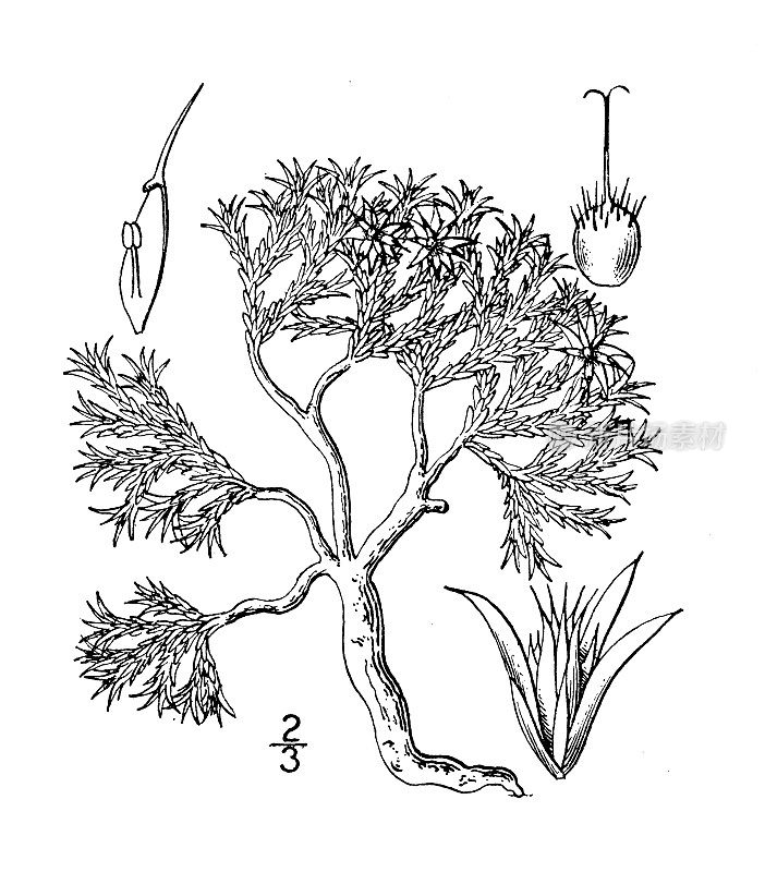 古植物学植物插图:无梗甲骨，低惠草