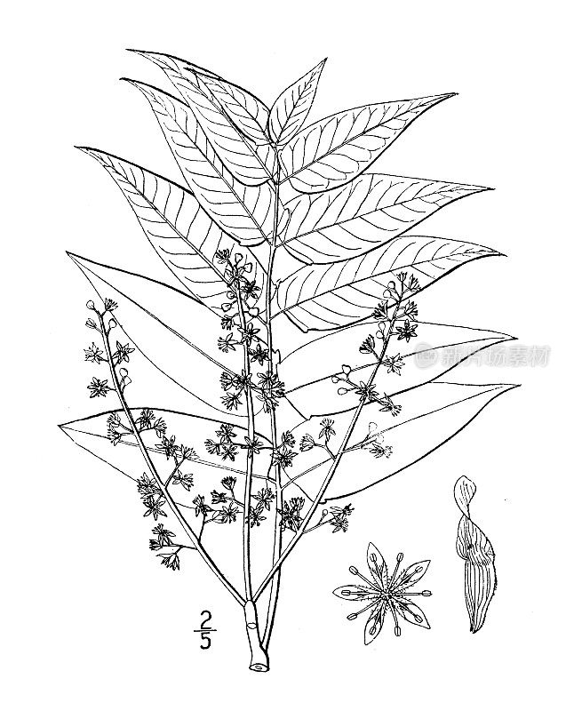 古植物学植物插图:臭椿、天之树、臭椿