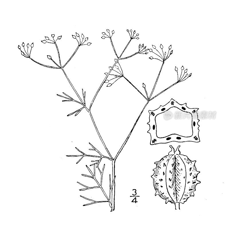 古植物学植物插图:粗果细粒