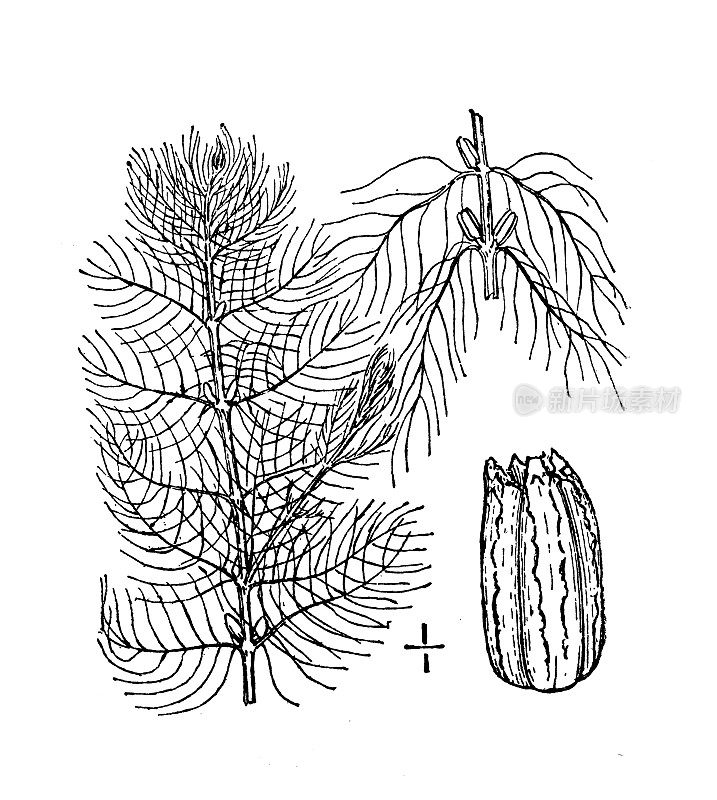 古植物学植物插图:法氏狐尾藻，法氏水米林
