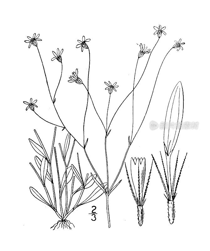 古植物学植物插图:毛蚶、毛蚶