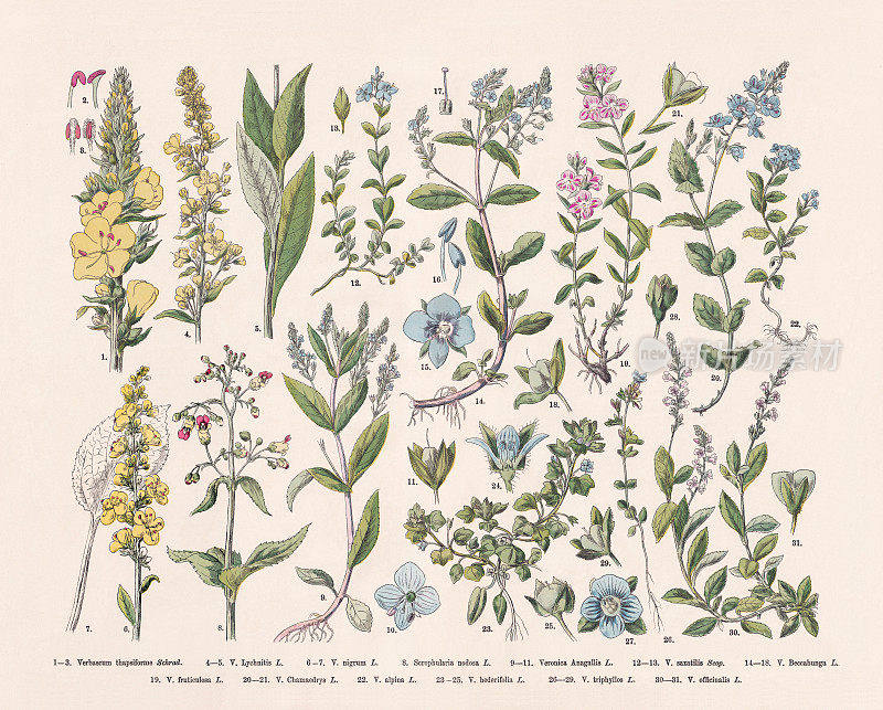 开花植物(被子植物科，车前花科)，手工彩色木刻，1887年出版