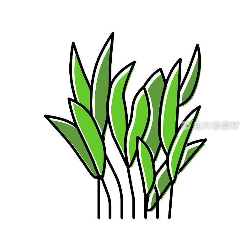 Java蕨类植物颜色图标矢量插图