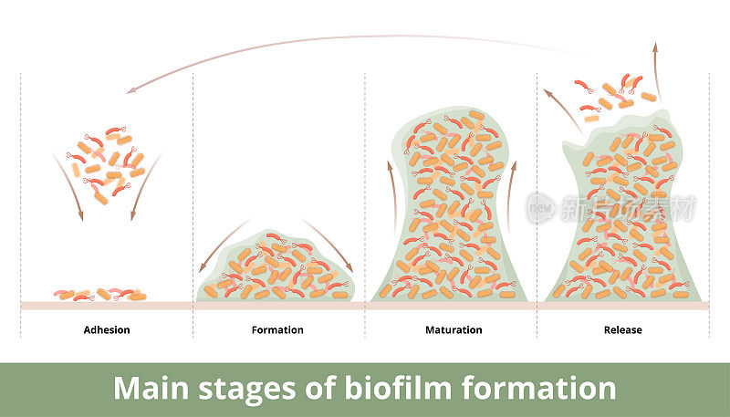 生物膜形成的主要阶段