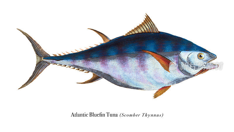 大西洋蓝鳍金枪鱼插图彩色印刷1808年
