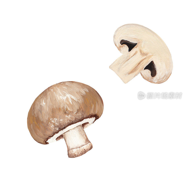 香槟酒-手绘蘑菇插图孤立在白色。现实绘画的蘑菇在两种形式-整体和切香槟。食用洗菇