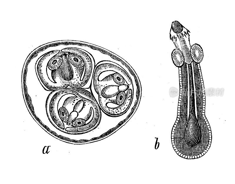 古董生物动物学图像:棘球绦虫