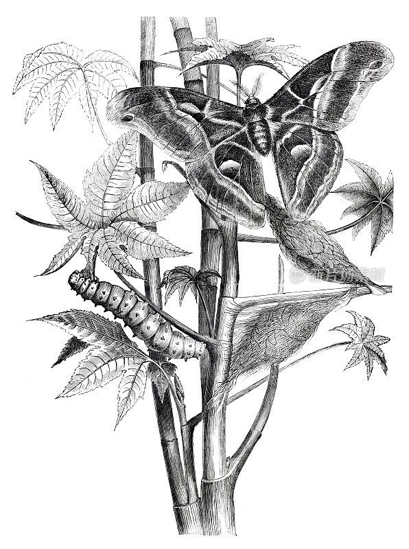 蚕蛾茧和毛虫插图1854年