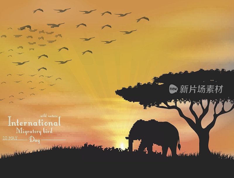 日落天空上的非洲象和飞鸟