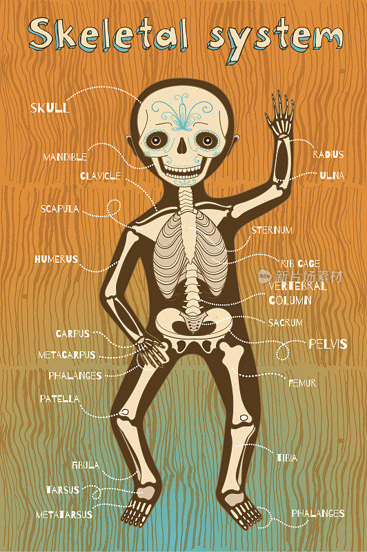 儿童人体骨骼系统的矢量卡通插图