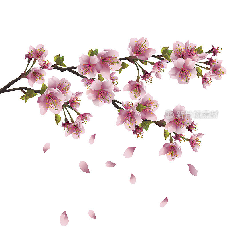 樱花-日本樱桃树