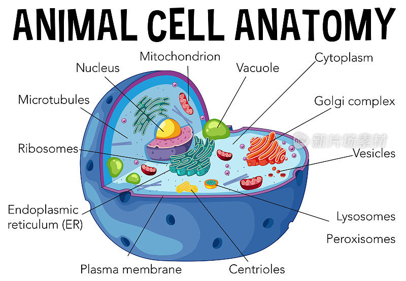 动物细胞解剖图