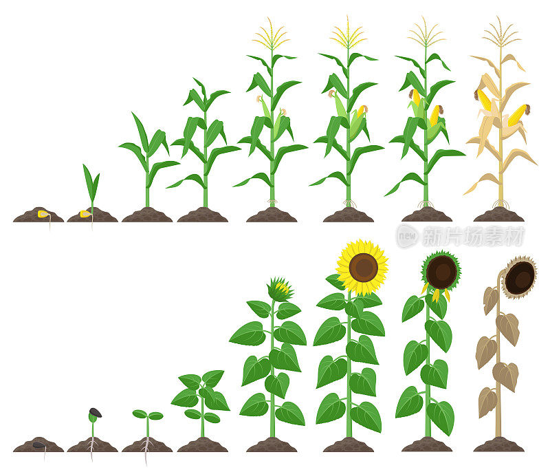 玉米植株和向日葵植株生长阶段矢量插图在平面设计。玉米和向日葵从种子到开花和结果的生长阶段信息图元素孤立在白色。