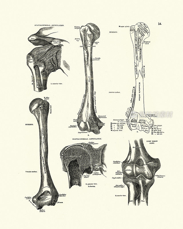 肱骨，肩胛肱骨关节，肘关节，维多利亚解剖学图