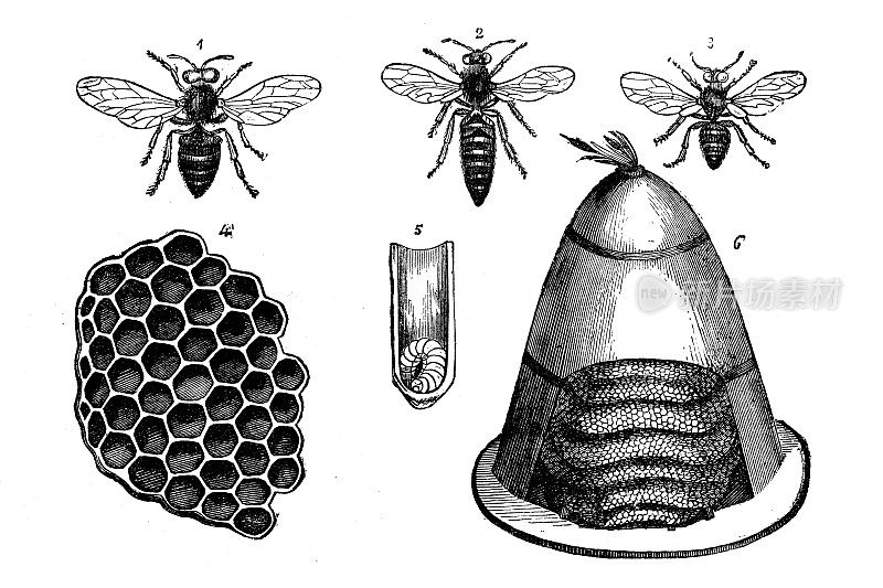 古董动物插图:蜜蜂