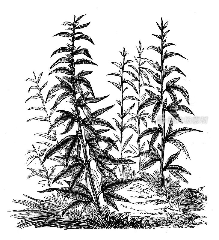 古董植物学插图:大麻