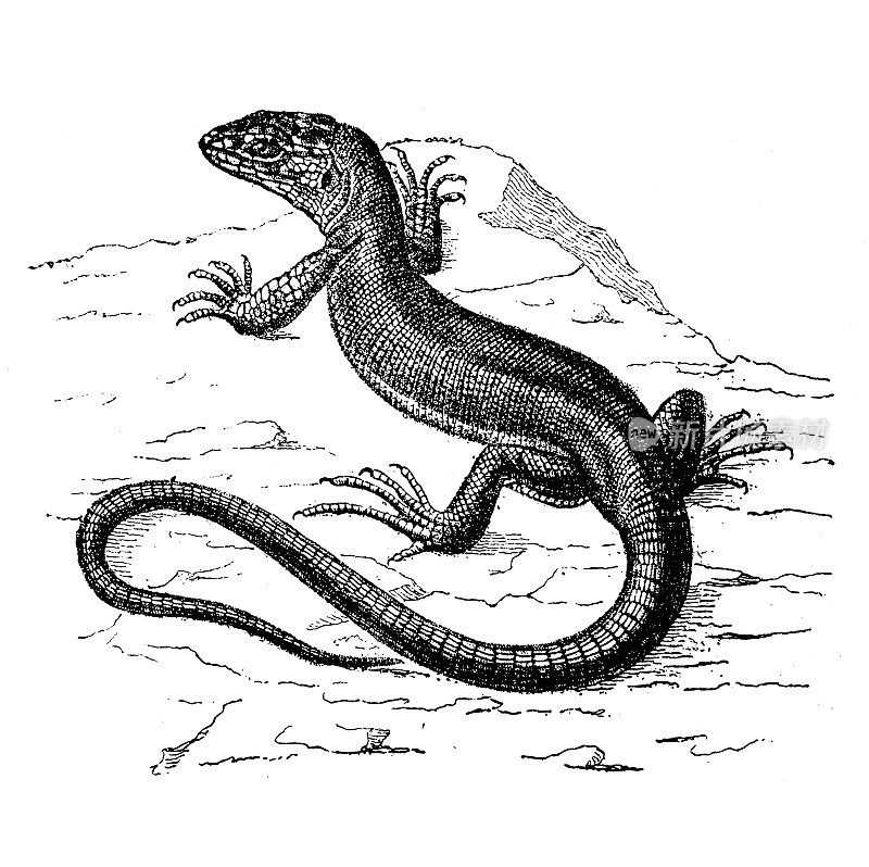 古董动物插图:绿蜥蜴