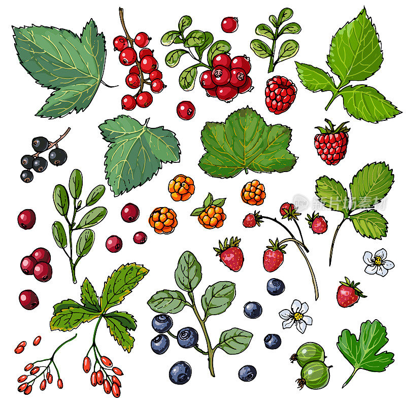 浆果和树叶。野果在白色的背景上画了一条色线。蔓越莓，蔓越莓，红醋栗，覆盆子，草莓，醋栗，蓝莓，蔓越莓