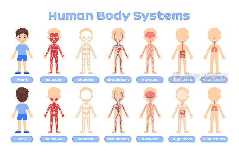 儿童医学教育卡通人体系统。肌肉，骨骼，神经，消化，呼吸系统。正面和背面的观点。白色背景。矢量插图。