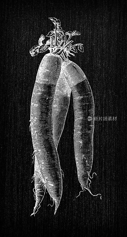 植物学蔬菜植物仿古雕刻插图:莫克斯萝卜