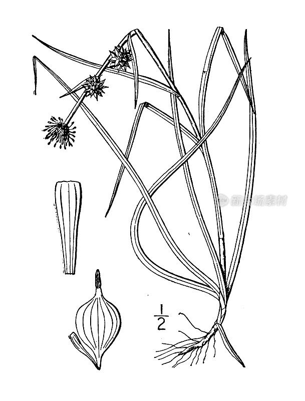 古植物学植物插图:三棱草，小刺芦苇