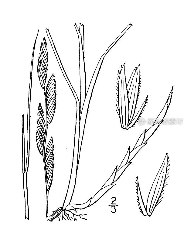 古植物学植物插图:米草，内陆网茅