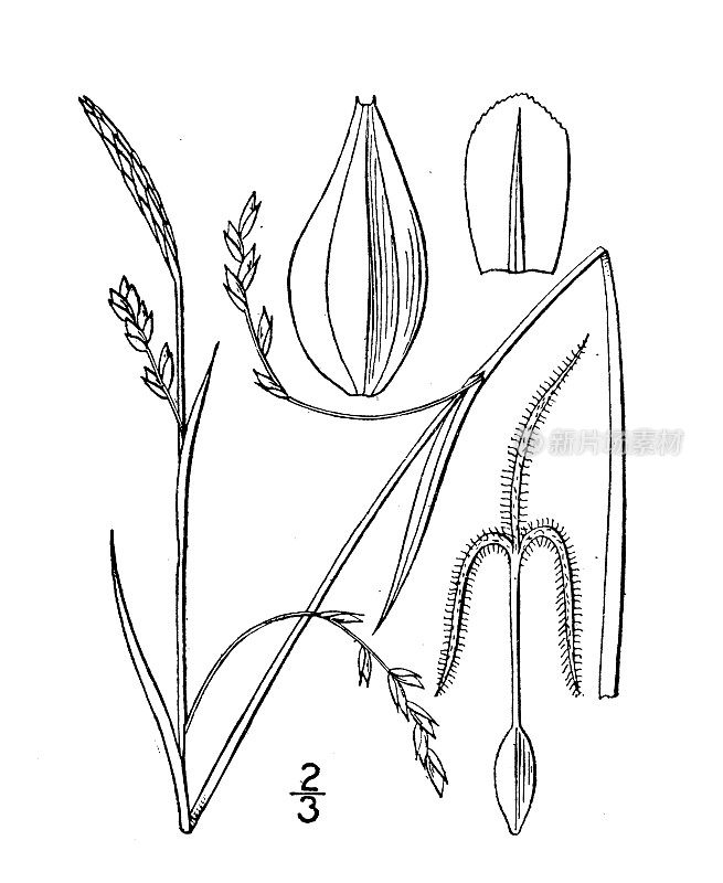 古植物学植物插图:苔草、苔草