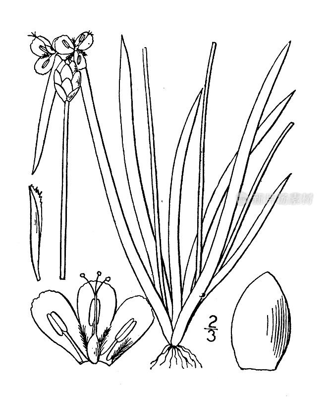 古董植物学植物插图:卡罗来纳Xyris黄眼草