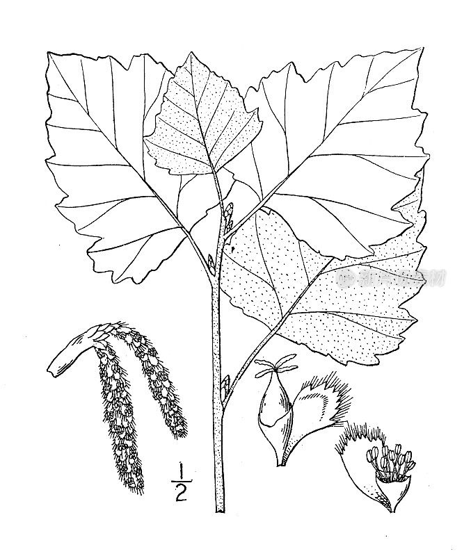 古植物学植物插图:白杨、白杨